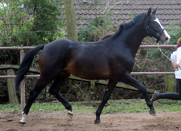 2jhriger Hengst von Kostolany x Summertime - Foto: Beate Langels - Trakehner Gestt Hmelschenburg