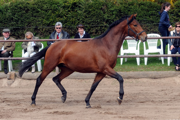  - Foto: Beate Langels - Trakehner Gestt Hmelschenburg