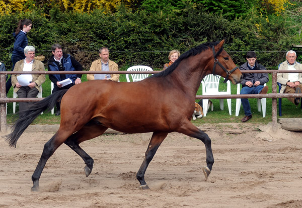 2jhriger Hengst von Exclusiv u.d. Schwalbenfee v. Freudenfest - Foto: Beate Langels - Trakehner Gestt Hmelschenburg