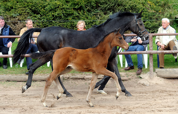 Elitestute Schwalbenspiel v. Exclusiv mit Stutfohlen v. Imperio - Foto: Beate Langels - Trakehner Gestt Hmelschenburg