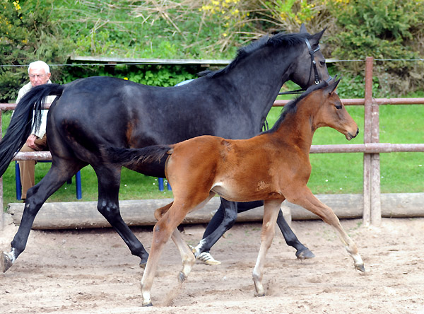 Elitestute Schwalbenspiel v. Exclusiv mit Stutfohlen v. Imperio - Foto: Beate Langels - Trakehner Gestt Hmelschenburg