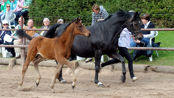 Elitestute Schwalbenspiel v. Exclusiv mit Stutfohlen v. Imperio - Foto: Beate Langels - Trakehner Gestt Hmelschenburg