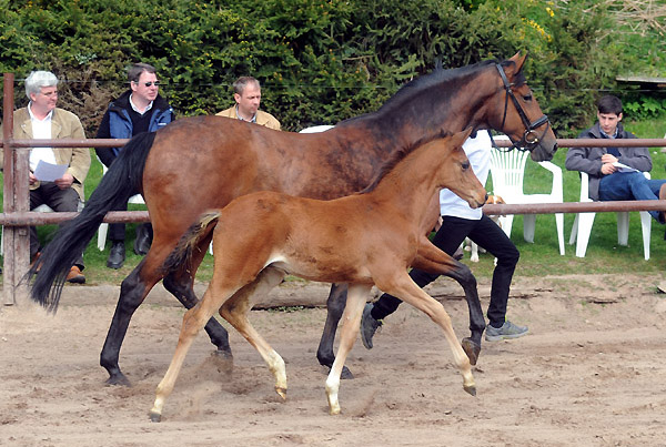 Karena by Freudenfest with her colt by Saint Cyr - Foto: Beate Langels - Trakehner Gestt Hmelschenburg