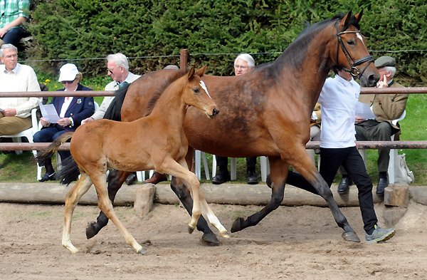 Karena v. Freudenfest mit Hengstfohlen von Saint Cyr - Foto: Beate Langels - Trakehner Gestt Hmelschenburg