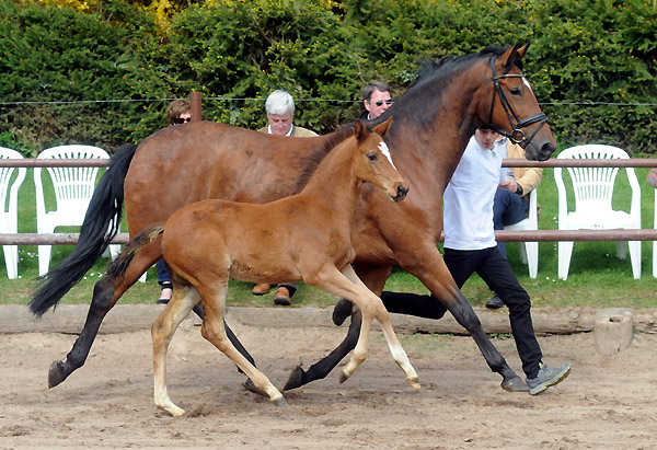 Karena v. Freudenfest mit Hengstfohlen von Saint Cyr - Foto: Beate Langels - Trakehner Gestt Hmelschenburg