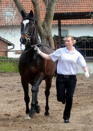 Fridolyn v. Freudenfest x Kostolany, vorgefhrt von Marilena Graff - Foto: Beate Langels - Trakehner Gestt Hmelschenburg