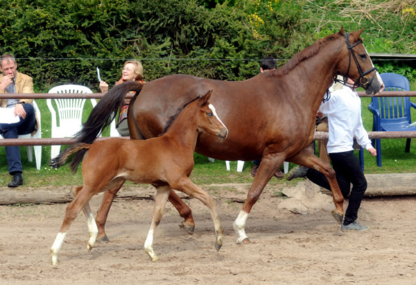 Klassic von Freudenfest mit Stutfohlen von Singolo - Foto: Beate Langels - Trakehner Gestt Hmelschenburg