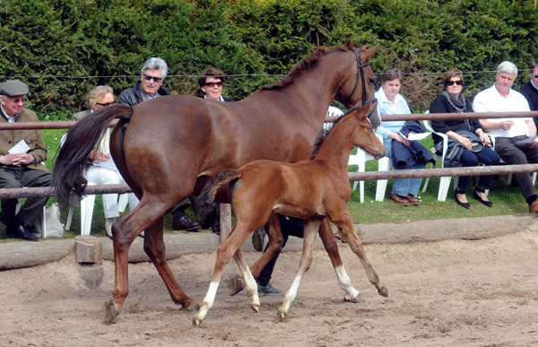 Klassic von Freudenfest mit Stutfohlen von Singolo - Foto: Beate Langels - Trakehner Gestt Hmelschenburg