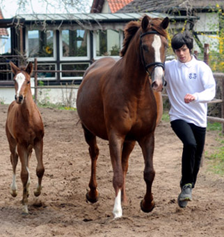 Klassic von Freudenfest mit Stutfohlen von Singolo - Foto: Beate Langels - Trakehner Gestt Hmelschenburg