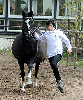 Greta Garbo v. Alter Fritz und Richard in Aktion - Foto: Beate Langels - Trakehner Gestt Hmelschenburg