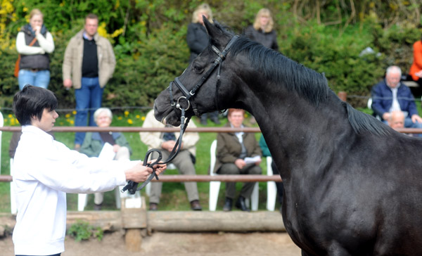 Greta Garbo v. Alter Fritz x Kostolany und Richard Langels - Foto: Beate Langels - Trakehner Gestt Hmelschenburg