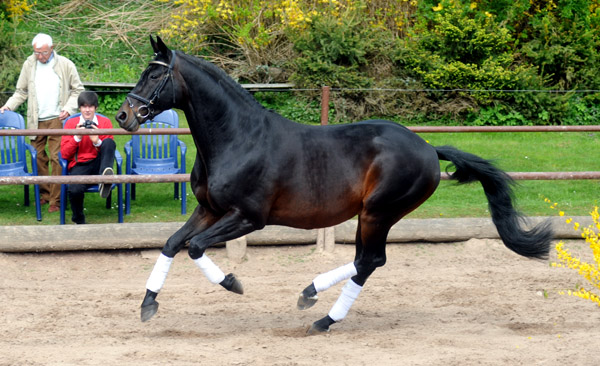 Summertime v. Michelangelo - Foto: Beate Langels - Trakehner Gestt Hmelschenburg