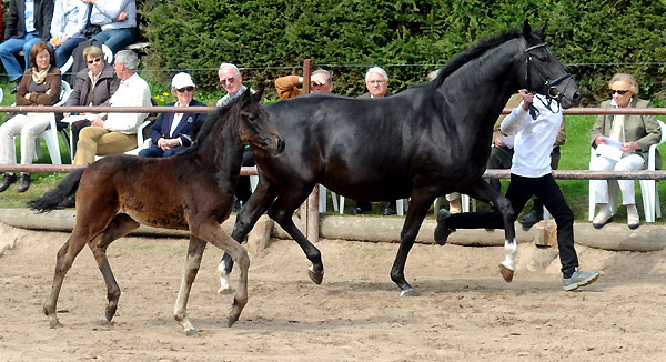 Vittoria v. Exclusiv mit Stutfohlen von Summertime- Foto: Beate Langels - Trakehner Gestt Hmelschenburg