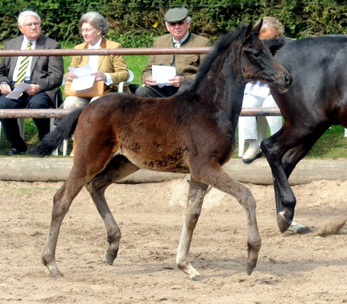 Vittoria v. Exclusiv mit Stutfohlen von Summertime- Foto: Beate Langels - Trakehner Gestt Hmelschenburg