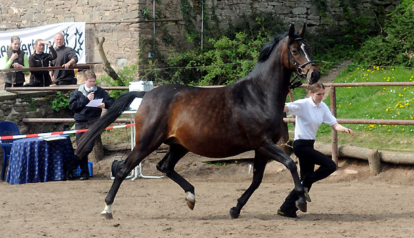 Schwalbenfeder v. Summertime (hoch tragend von Totilas) - Foto: Beate Langels - Trakehner Gestt Hmelschenburg