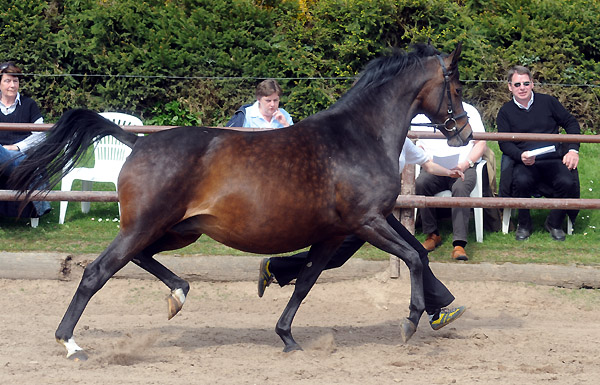 Schwalbenfeder v. Summertime (hoch tragend von Totilas) - Foto: Beate Langels - Trakehner Gestt Hmelschenburg