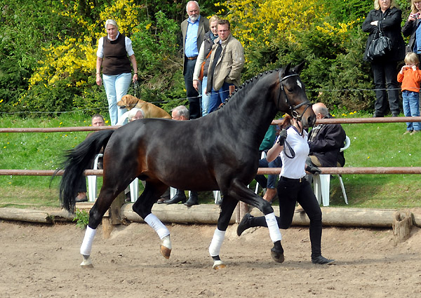 Symont v. Monteverdi x Kostolany - Foto: Beate Langels - Trakehner Gestt Hmelschenburg