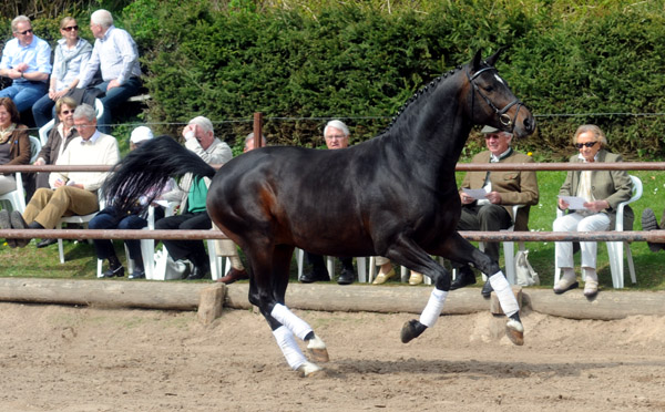 Symont - Foto: Beate Langels - Trakehner Gestt Hmelschenburg