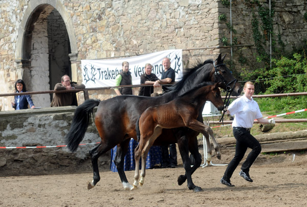 Beloved v. Kostolany mit Hengstfohlen v. Symont - Foto: Beate Langels - Trakehner Gestt Hmelschenburg