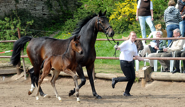 Beloved v. Kostolany mit Hengstfohlen v. Symont - Foto: Beate Langels - Trakehner Gestt Hmelschenburg