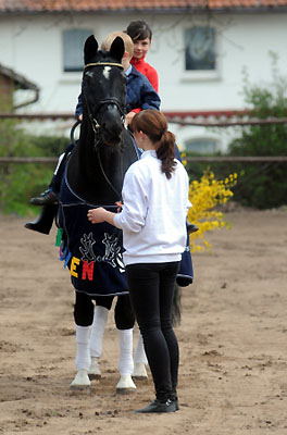 Kostolany - Foto: Beate Langels - Trakehner Gestt Hmelschenburg