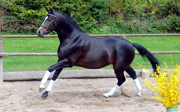 Saint Cyrvon Kostolany - Foto: Beate Langels - Trakehner Gestt Hmelschenburg