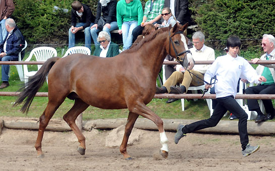 Klassic von Freudenfest mit Stutfohlen von Singolo - Foto: Beate Langels - Trakehner Gestt Hmelschenburg