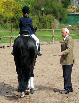 Thyra und Alter Fritz untersttzt von Otto Langels - Foto: Beate Langels - Trakehner Gestt Hmelschenburg