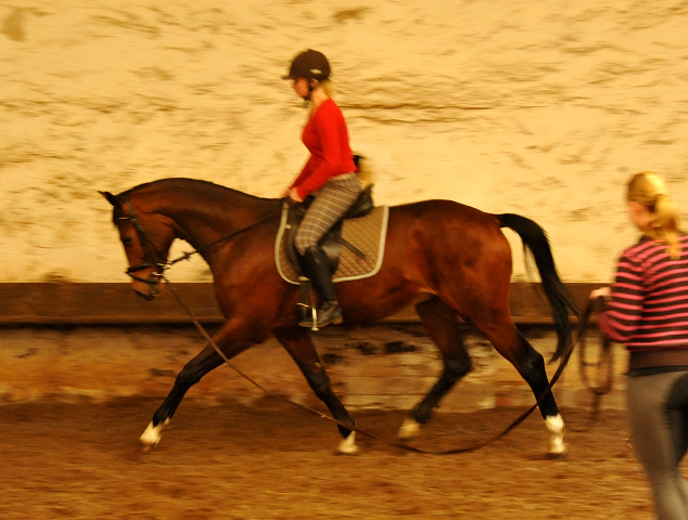 3jhriger Trakehner v. Summertime u.d. Klassic v. Freudenfest u.d. Kassuben v. Enrico Caruso - 17.04,2013 - Foto: Beate Langels - Trakehner Gestt Hmelschenburg