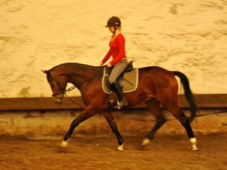 3jhriger Trakehner v. Summertime u.d. Klassic v. Freudenfest u.d. Kassuben v. Enrico Caruso - 17.04,2013 - Foto: Beate Langels - Trakehner Gestt Hmelschenburg
