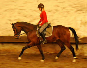 3jhriger Trakehner v. Summertime u.d. Klassic v. Freudenfest u.d. Kassuben v. Enrico Caruso - 17.04,2013 - Foto: Beate Langels - Trakehner Gestt Hmelschenburg