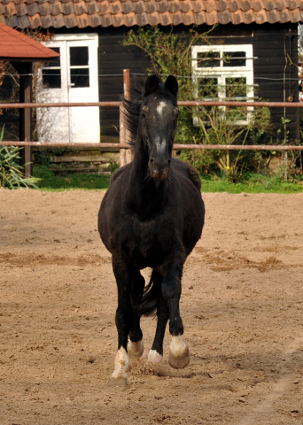 KOSTOLANY im 29. Lebensjahr im Trakehner Gestt Hmelschenburg