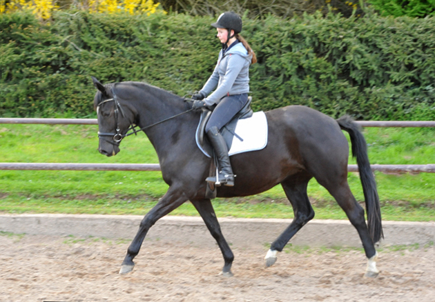 17. April 2016 - Foto: Beate Langels -
Trakehner Gestüt Hämelschenburg