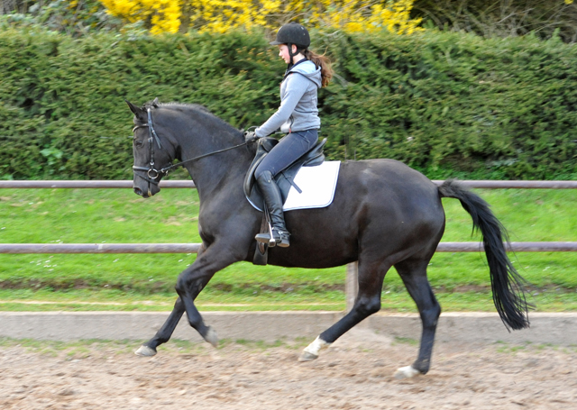 17. April 2016 - Foto: Beate Langels -
Trakehner Gestüt Hämelschenburg