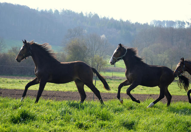 Jhrlingshengst v. High Motion - 17. April 2021 - Foto: Pia Elger - 
Trakehner Gestt Hmelschenburg