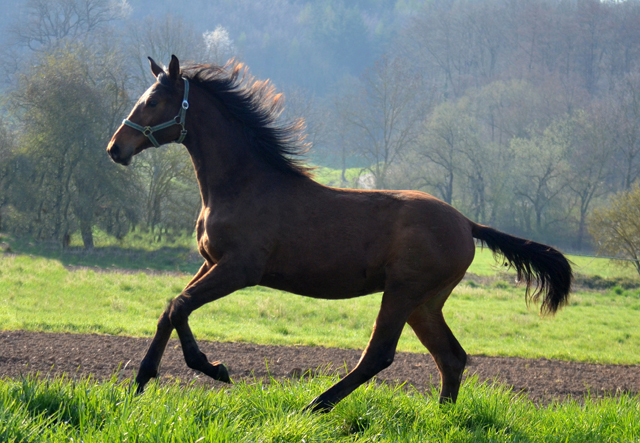 Junghengste in den Emmerauen - 17. April 2021 - Foto: Pia Elger - 
Trakehner Gestt Hmelschenburg