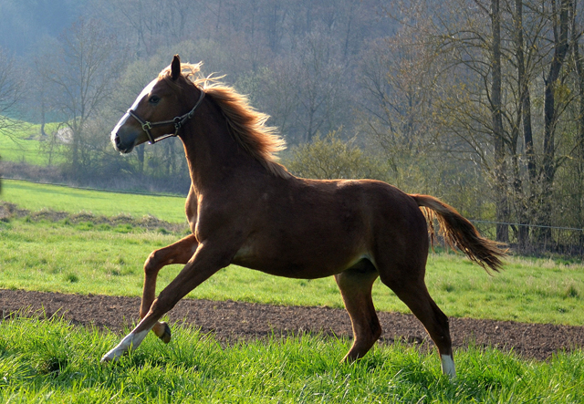 Junghengste in den Emmerauen - 17. April 2021 - Foto: Pia Elger - 
Trakehner Gestt Hmelschenburg