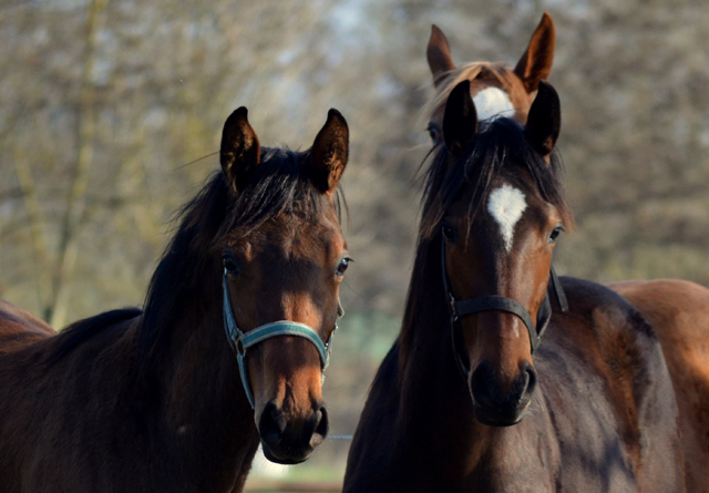 Junghengste in den Emmerauen - 17. April 2021 - Foto: Pia Elger - 
Trakehner Gestt Hmelschenburg