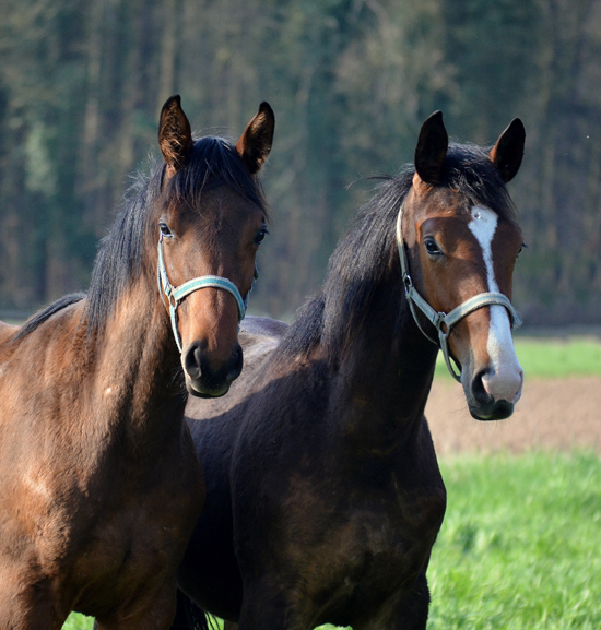 Junghengste in den Emmerauen - 17. April 2021 - Foto: Pia Elger - 
Trakehner Gestt Hmelschenburg