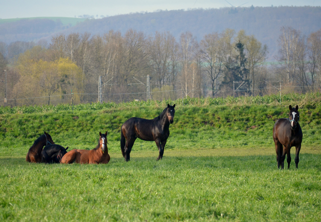 2jhrige Junghengste in den Emmerauen - 17. April 2021 - Foto: Pia Elger - 
Trakehner Gestt Hmelschenburg