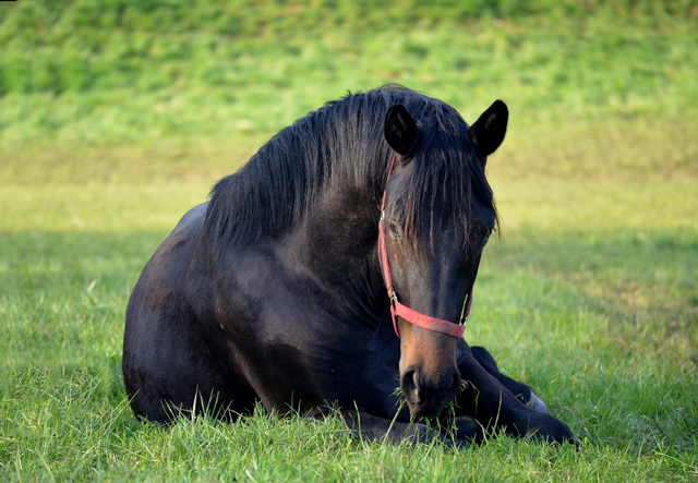 Junghengste in den Emmerauen - 17. April 2021 - Foto: Pia Elger - 
Trakehner Gestt Hmelschenburg