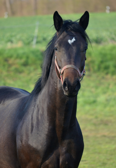 Junghengste in den Emmerauen - 17. April 2021 - Foto: Pia Elger - 
Trakehner Gestt Hmelschenburg