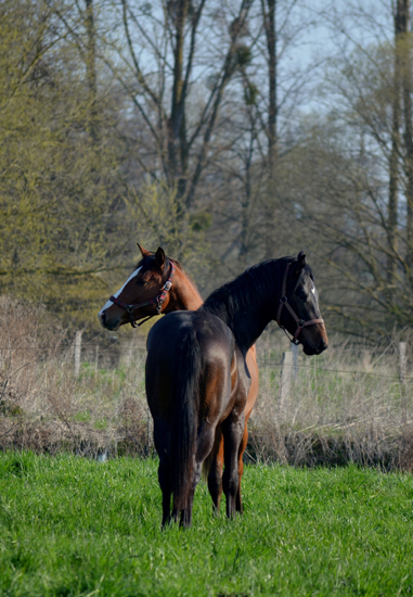 2jhrige Junghengste in den Emmerauen - 17. April 2021 - Foto: Pia Elger - 
Trakehner Gestt Hmelschenburg