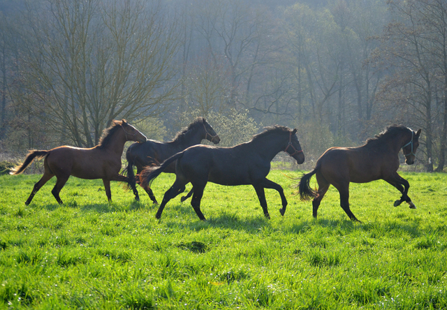 Junghengste in den Emmerauen - 17. April 2021 - Foto: Pia Elger - 
Trakehner Gestt Hmelschenburg