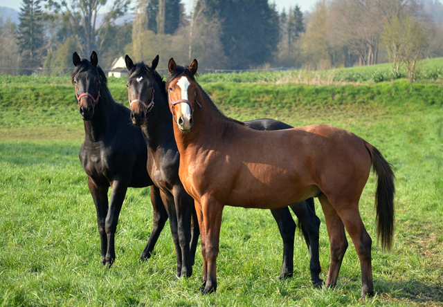 Zweijhrige Hengste in den Emmerauen - 17. April 2021 - Foto: Pia Elger - 
Trakehner Gestt Hmelschenburg