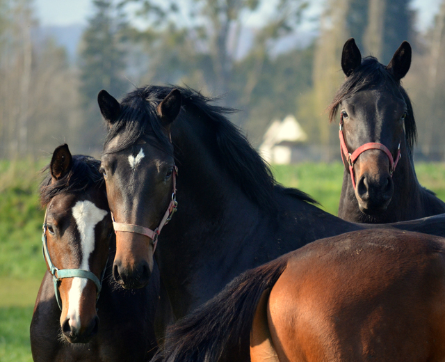 Junghengste in den Emmerauen - 17. April 2021 - Foto: Pia Elger - 
Trakehner Gestt Hmelschenburg