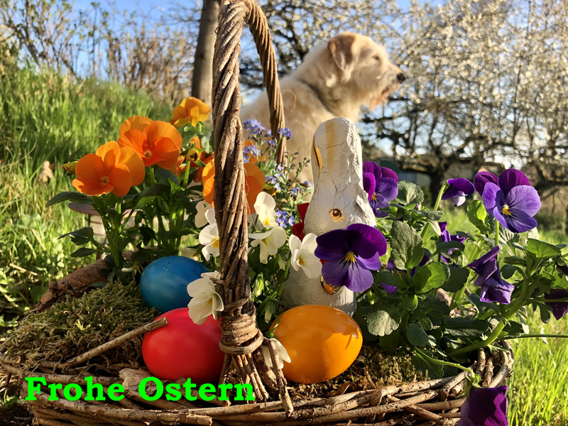 Frohe Ostern wnscht das Team vom Gestt Hmelschenburg - Beate Langels