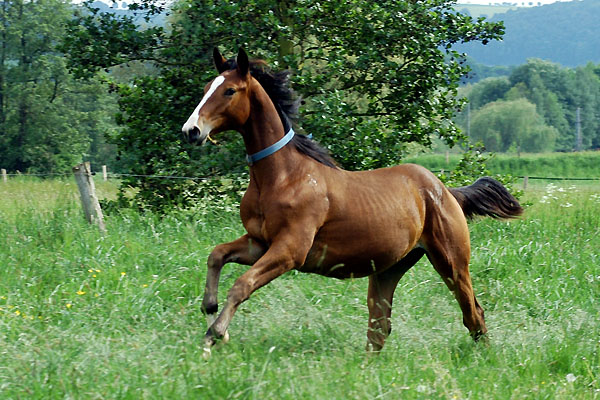 Hengst von Axis u.d. Elitestute Thirza v.Karon - Trakehner Gestt Hmelschenburg, Foto: Beate Langels