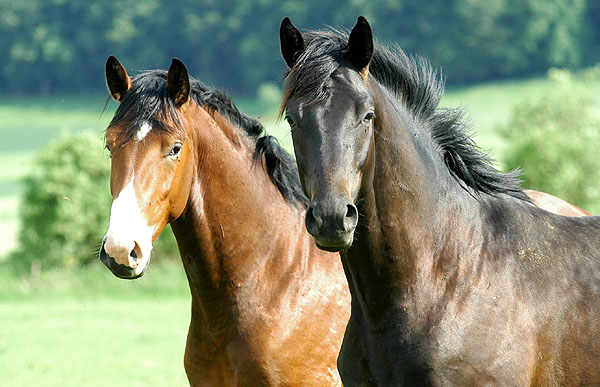 Zweijhrige Hengste - Trakehner Gestt Hmelschenburg - Foto: Beate Langels