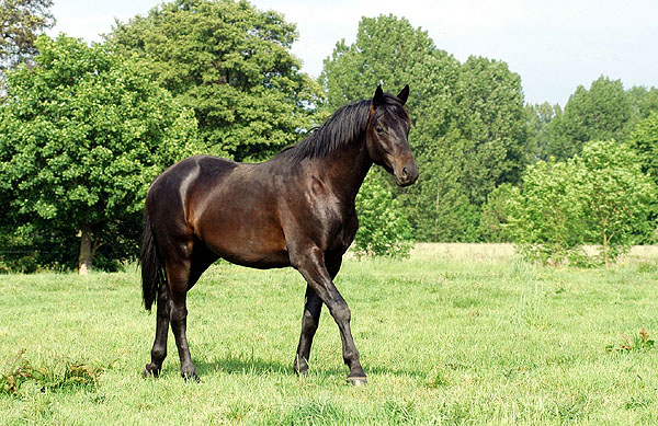 Zweijhrige Hengste - Trakehner Gestt Hmelschenburg - Foto: Beate Langels